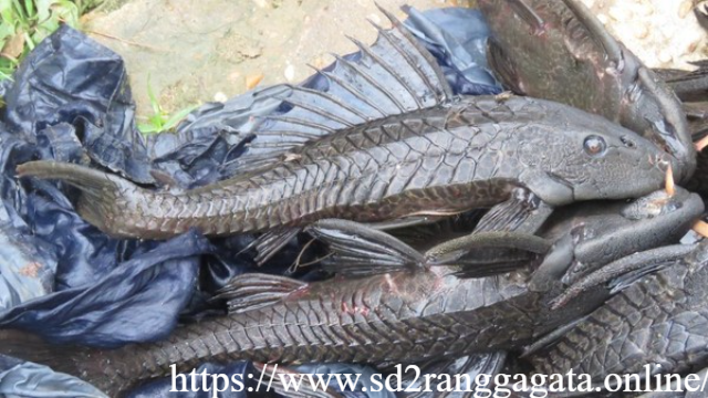 Kenapa Ikan Sapu-sapu Merusak Ekosistem